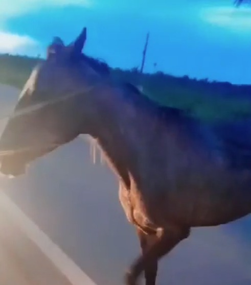 VEJA VÍDEO: Homem laça cavalo e evita acidentes na BR-319 em Rondônia