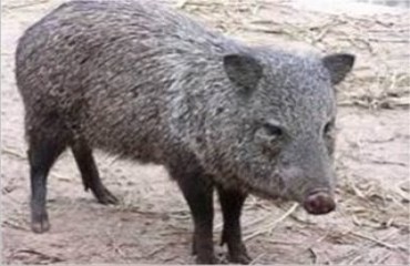 CRIME AMBIENTAL - Polícia flagra trator da Prefeitura de Porto Velho transportando carne de porco do mato