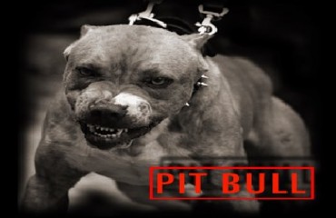 VILHENA – Pit Bull ataca criança de 7 anos de idade 