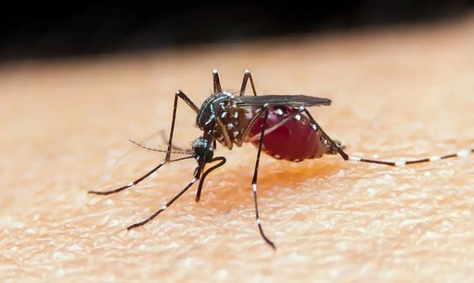 O TERRÍVEL MOSQUITO: Rondônia enfrenta doenças transmitidas pelo animal mais letal do mundo