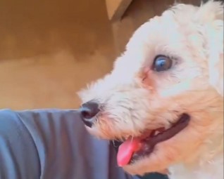 AU AU: Tutor procura por poodle ‘Pingo’ desaparecido no Mariana