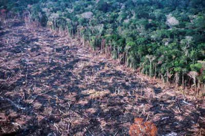 Multas contra o desmatamento ilegal em Rondônia já ultrapassam os R$ 27 milhões