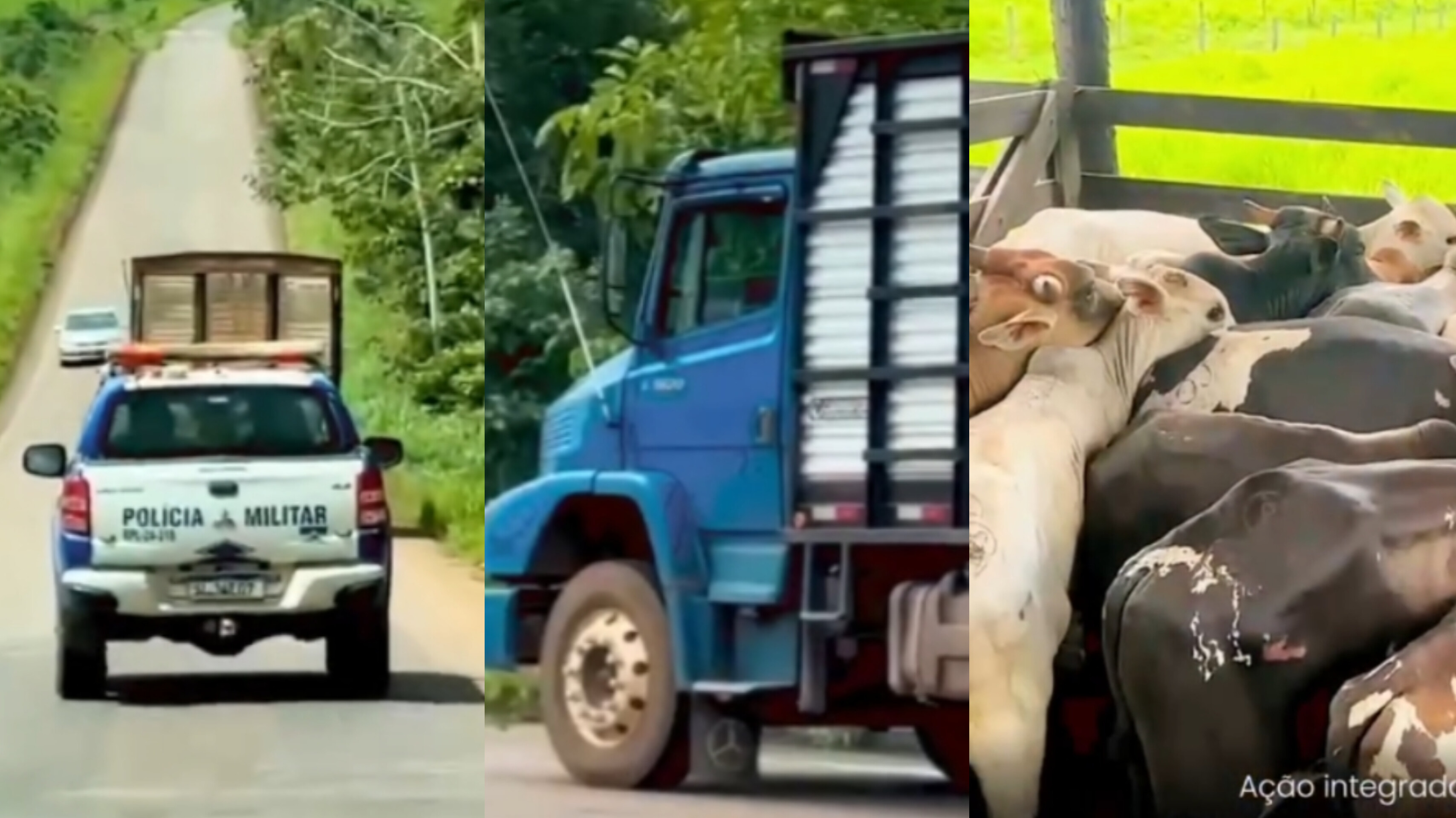 VÍDEO: Operação recupera 17 cabeças de gado furtadas em fazenda