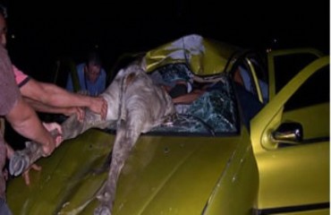 Vaca solta na estrada é atropelada e entra no carro pela janela 