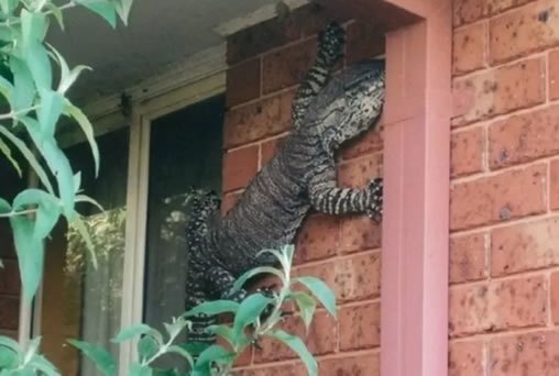 Morador se assusta com visitante gigante e inesperado