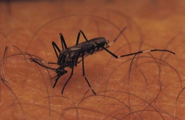 Casos de malária caem 45% em Rondônia com uso de mosquiteiro com inseticida