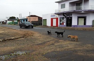 VILHENA – Munícipes sofrem com “cachorrada” nas ruas da cidade 