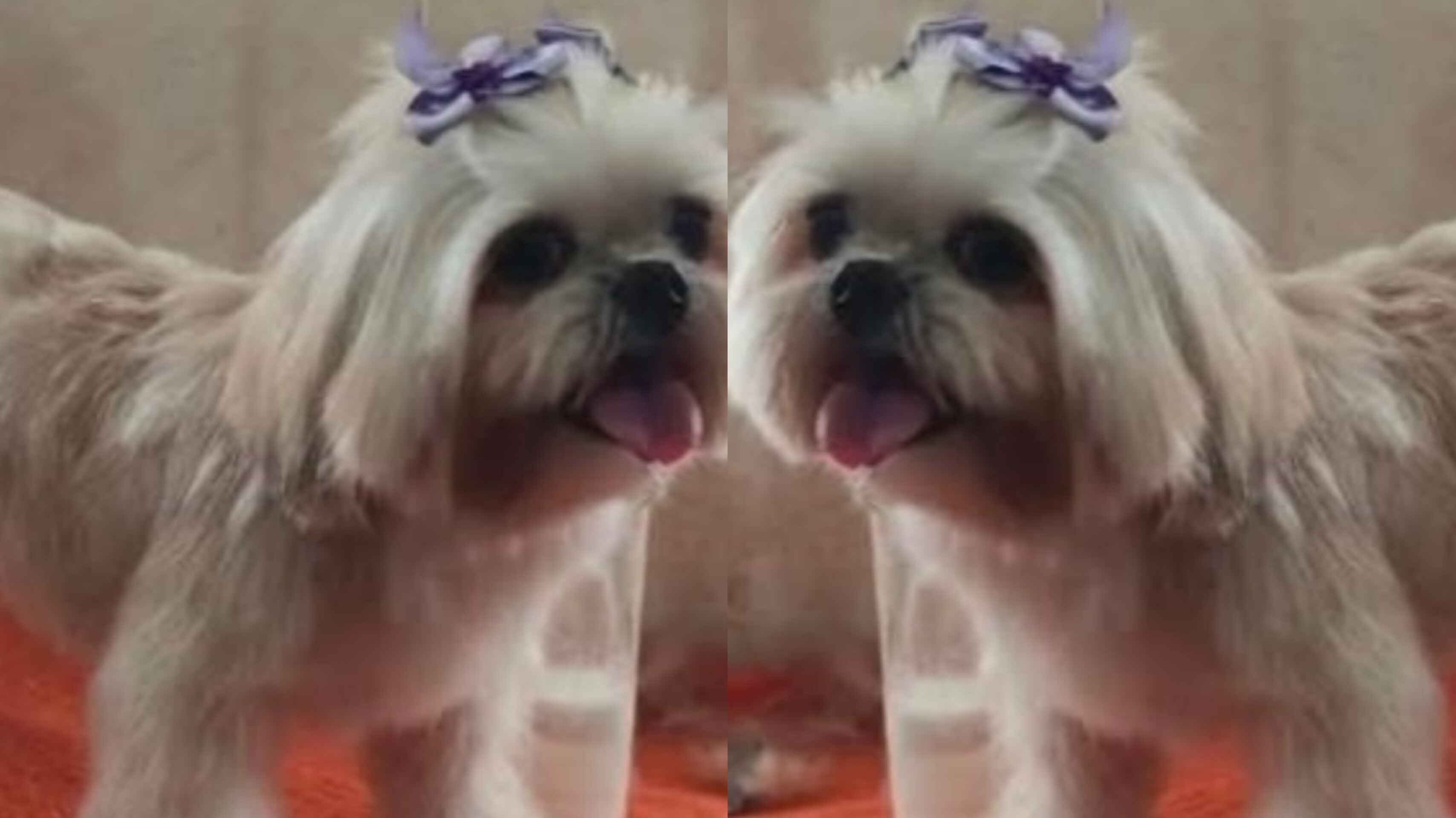 AJUDE: Família busca por cadela 'Mel' que sumiu no bairro Igarapé em Porto Velho