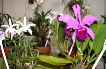 Orquídea nativa das margens do Rio Madeira é atração no 