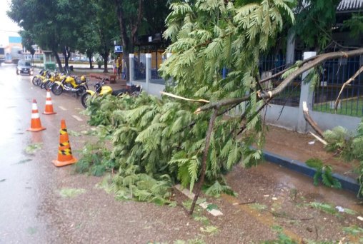 Chuva derruba arvore em ponto de mototáxi na rodoviária