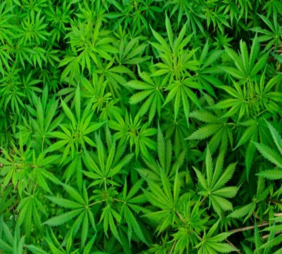 Venda de cannabis em farmácias começa em outubro