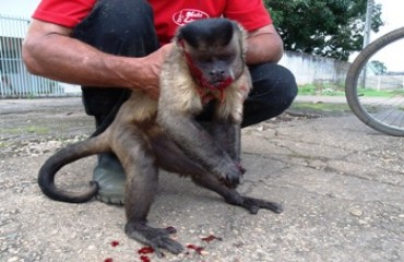 RONDÔNIA - Macaco atropelado em via pública se recupera e volta para a floresta 