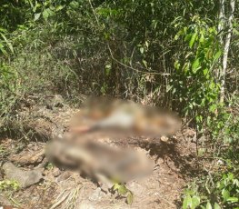 BÁRBARO: Corpos de casal são encontrados em mata com marcas de tiros