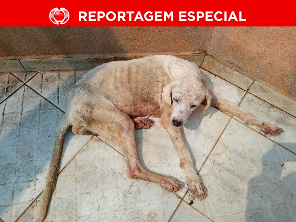 ASSUSTADOR: Cresce violência contra animais em Rondônia, diz Polícia Civil