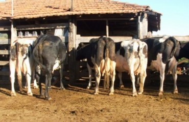 ARIQUEMES - Agricultor pede desesperado ajuda para encontrar gado roubado - Vídeo