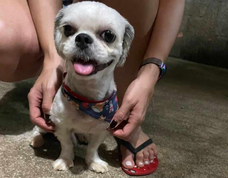 FINAL FELIZ: Família reencontra shih-tzu perdido 