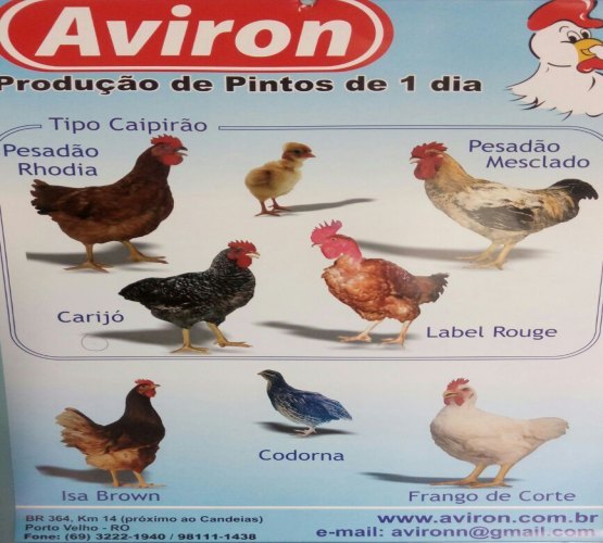 CONFIRA - Codornas e pintos diretos da granja para você