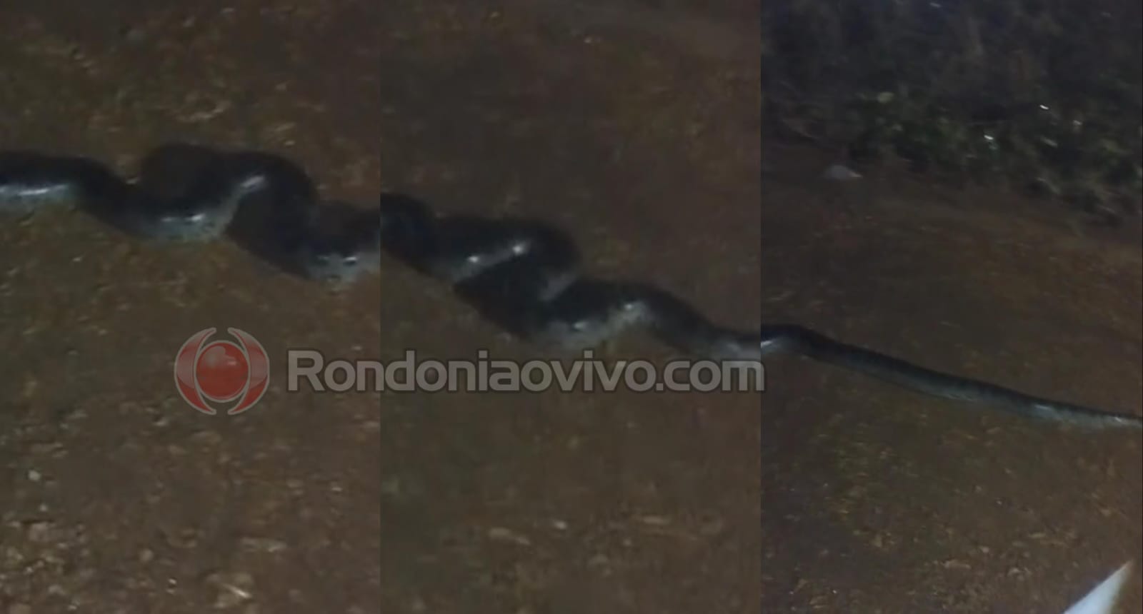 VÍDEO: Sucuri é flagrada no meio da rua durante forte chuva na capital 