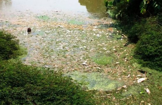 CRIME AMBIENTAL – Canal é contaminado com esgoto de complexo residencial