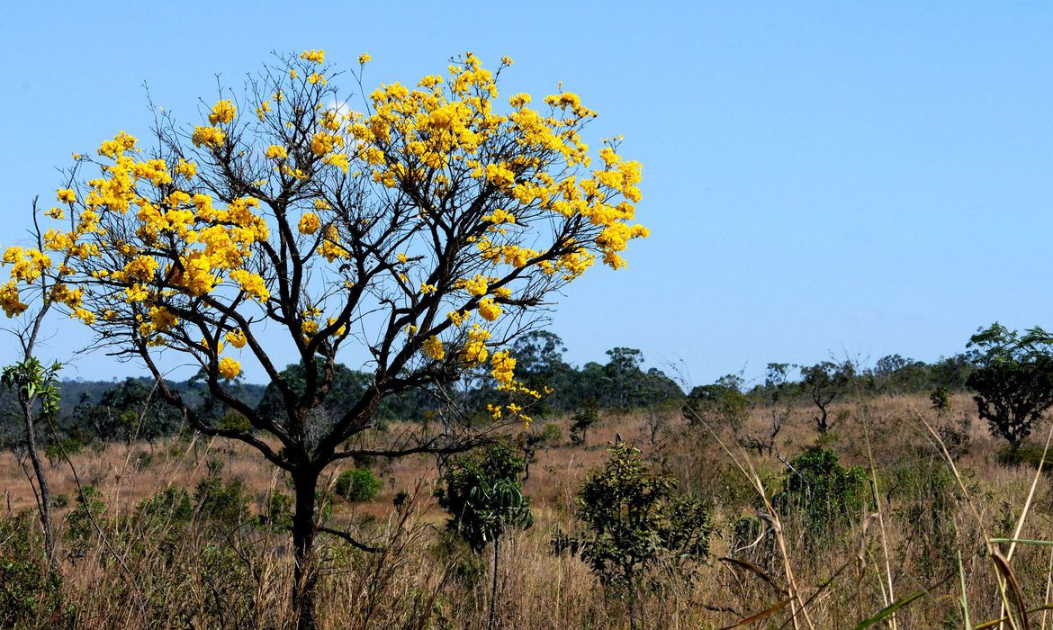 PERIGO: De 2000 a 2018, Brasil perdeu 7,6% de sua área de florestas, diz IBGE