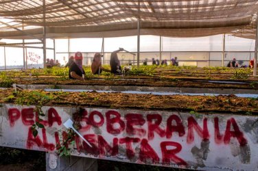 MST ocupa centro de pesquisa e destrói eucalipto transgênico