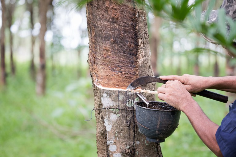 BORRACHA NATURAL: Produtores podem aderir ao sistema de produção integrada