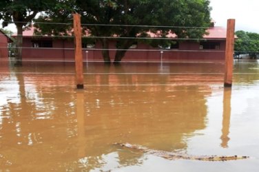 CHEIA – Registro de filhote de jacaré no Complexo da EFMM coloca população em alerta - VÍDEO