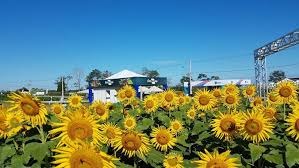 CAMPO DE GIRASSÓIS: Um dos lugares mais concorridos para fazer aquela selfie