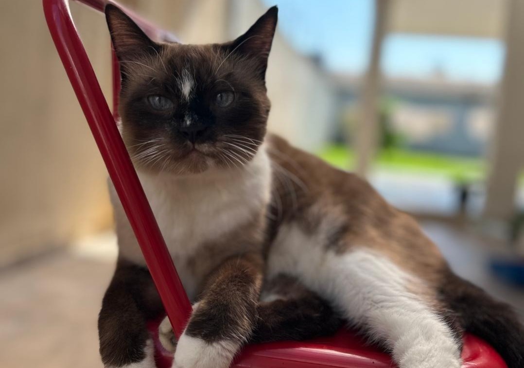 DESAPARECIDA: Gata Oliver some no bairro São João Bosco, em Porto Velho