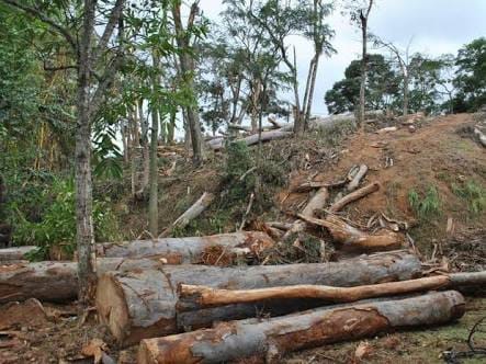 TRÁGICO: Trabalhador morre durante derrubada de árvores em Rondônia