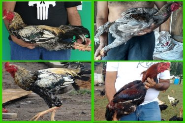 Rondônia investe na melhoria de 'galinha caipira'