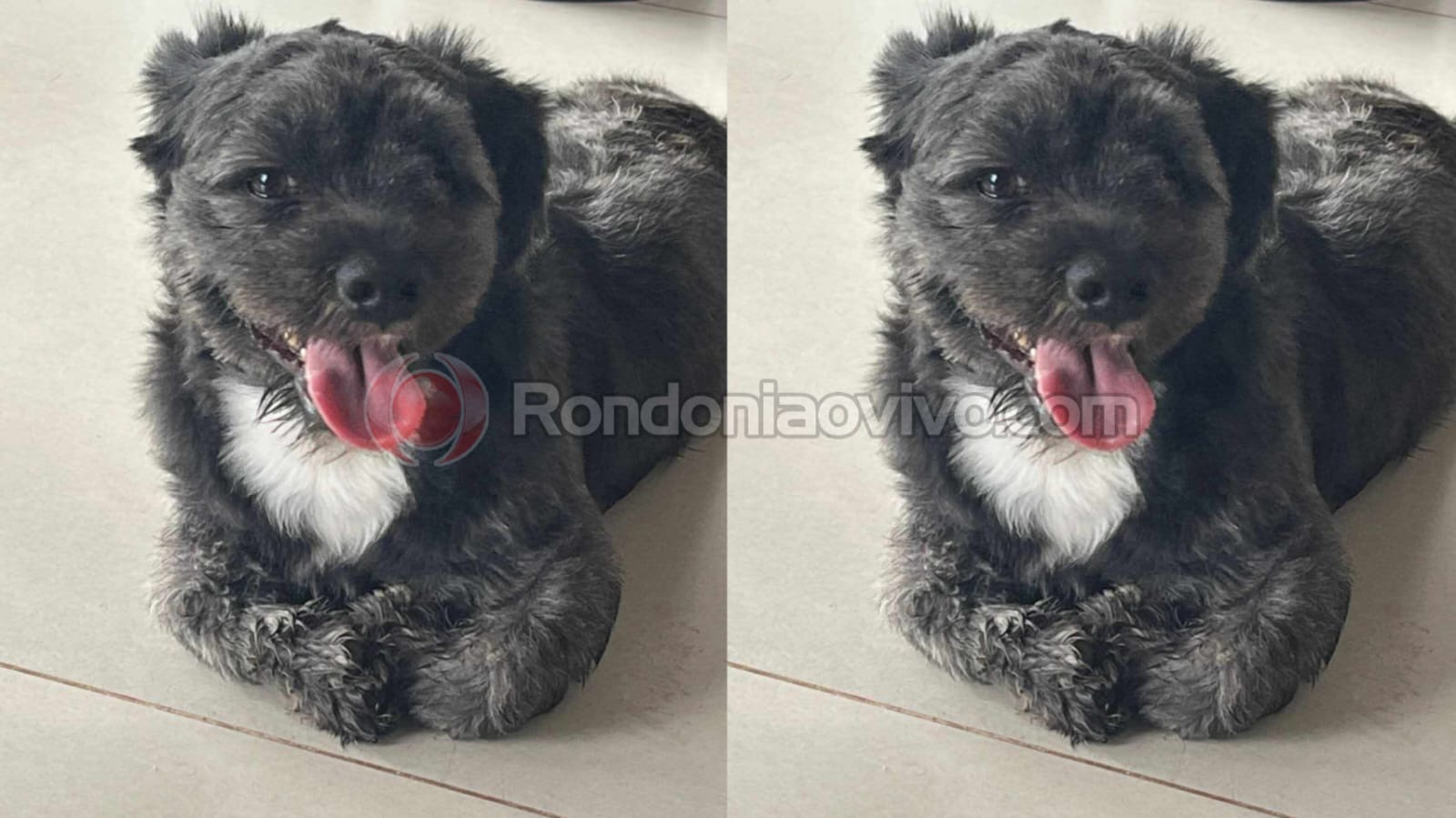 TÁ EM CASA: Mulher encontra Shitzu na rua e procura tutor para devolver 