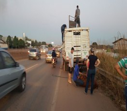 FUGA ANIMAL  - Bezerro escapa de caminhão e causa acidente no viaduto  da BR-364