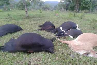 Rede de alta tensão cai durante tempestade e mata sitiante eletrocutado