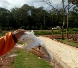 Suspeitos atacam e ferem garça no Parque Ecológico; ave não deve sobreviver 