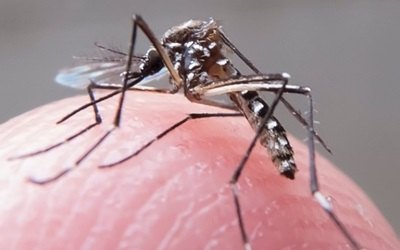 OMS pede US$ 121,9 milhões para plano contra o zika