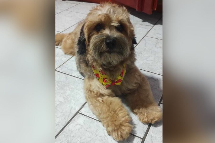 É SEU?: Cachorro encontrado no bairro Liberdade