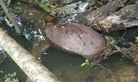 CAPITAL  Capivara é encontrada morta em córrego do bairro Triângulo