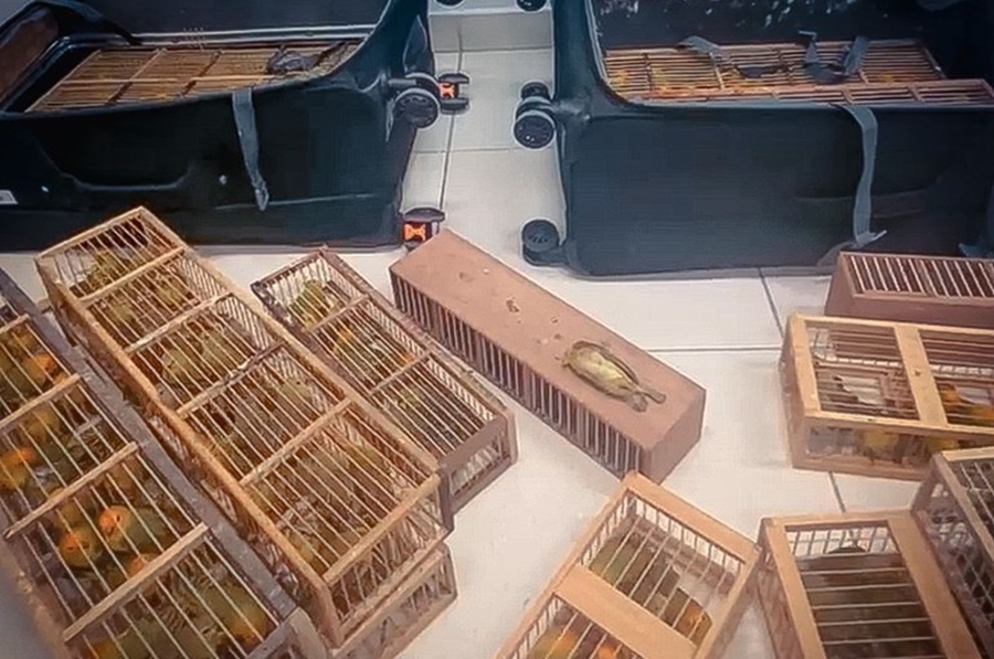 RORAIMA: PF faz prisão por tráfico de animal silvestre