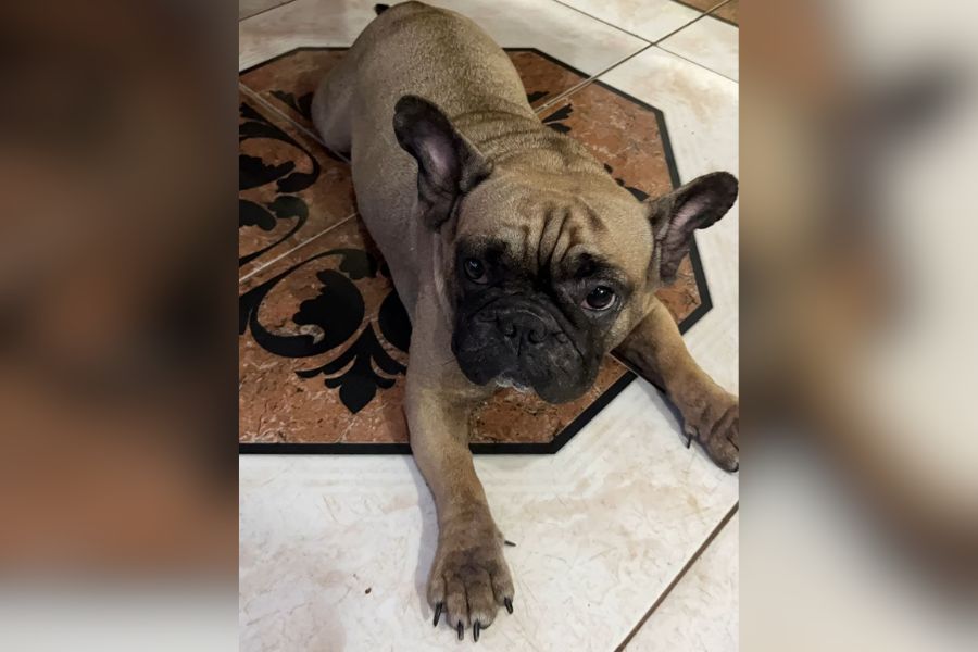 WAOUH-WAOUH: Buldogue francês ‘Vick’ desaparece no Nova Porto Velho; dono quer achar