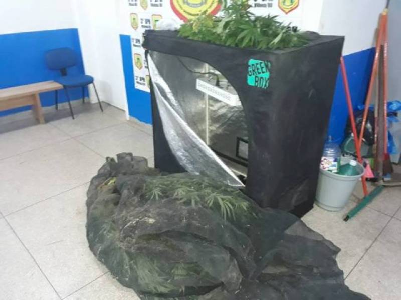 PEDIU CHEGOU: Denúncia anônima prende casal que cultivava maconha e traficava em delivery