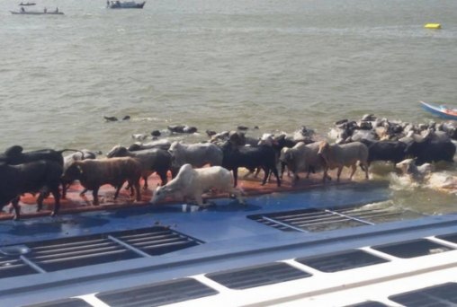 Embarcação afunda com cerca de quatro mil bois no Pará