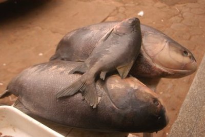 Tambaqui gigante chama atenção em mercado da Capital