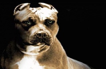 Proprietário de Pit Bulls é preso após os animais invadirem residência e matarem cachorrinho em condomínio 