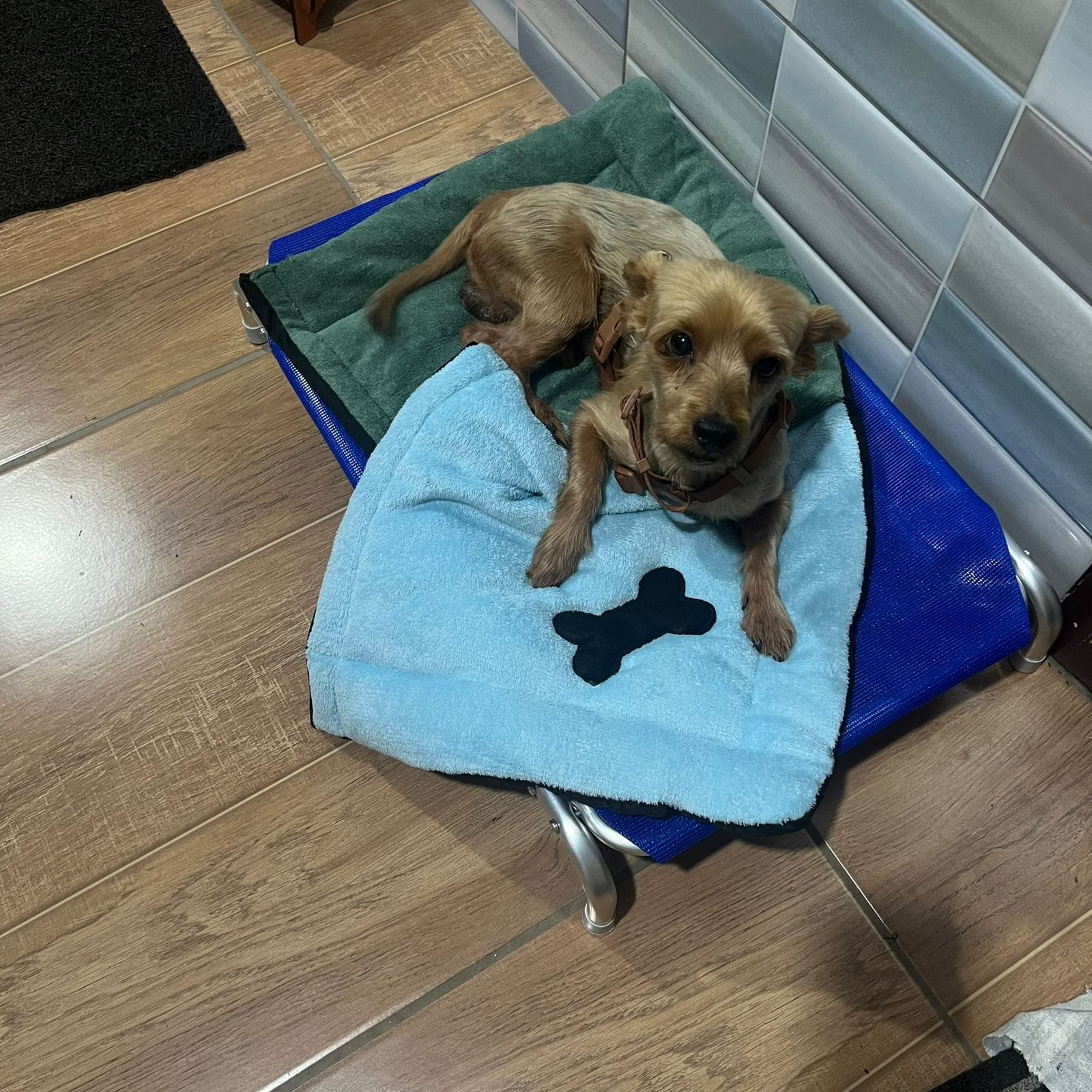 AU AU: Tutor procura por cachorrinho ‘Khaos’ desaparecido no Caladinho