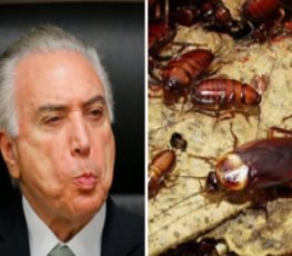 Palácio do Planalto é infestado por baratas