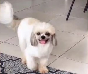 É TEU?: Leitor procura por dono de shih-tzu encontrado em Porto Velho