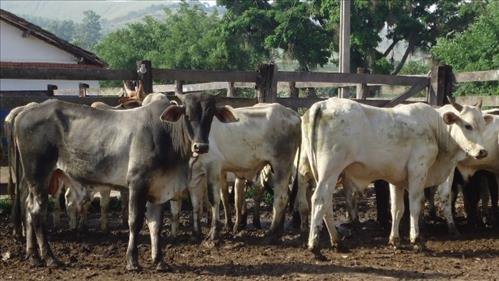 Bandidos furtam 70 garrotes de fazenda 