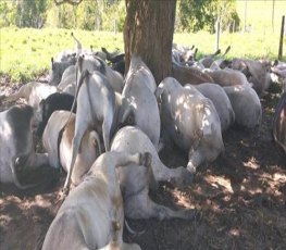 Raio mata cerca de 45 cabeças de gado na zona rural 