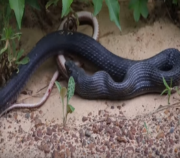 Serpente regurgita outra cobra ainda viva e vídeo viraliza